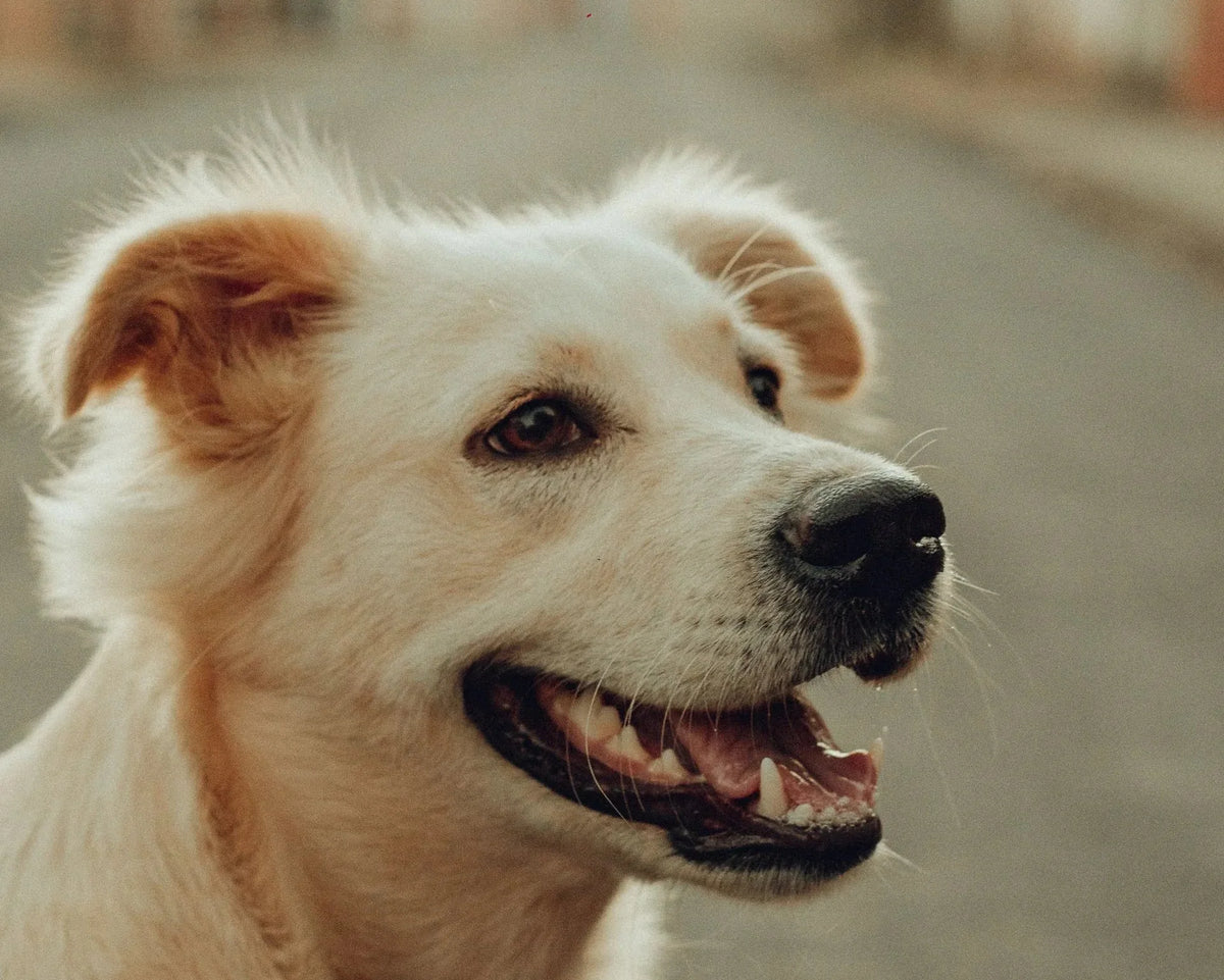 Hond met hotspots? 6 tips om het te behandelen