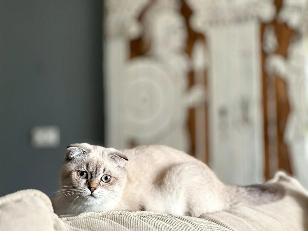 rugpijn bij katten|rugpijn bij katten