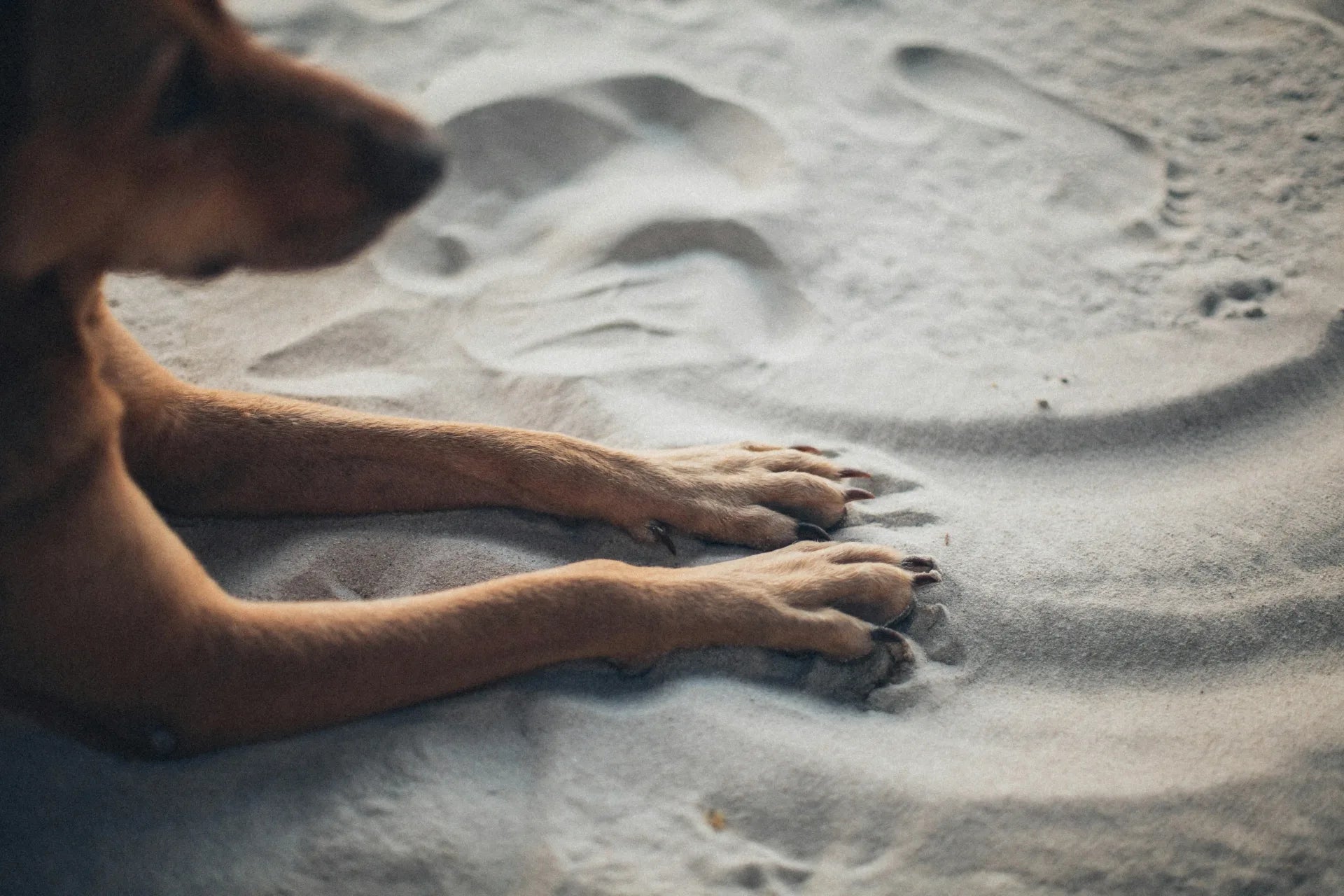 artrose bij honden hond ligt in het zand