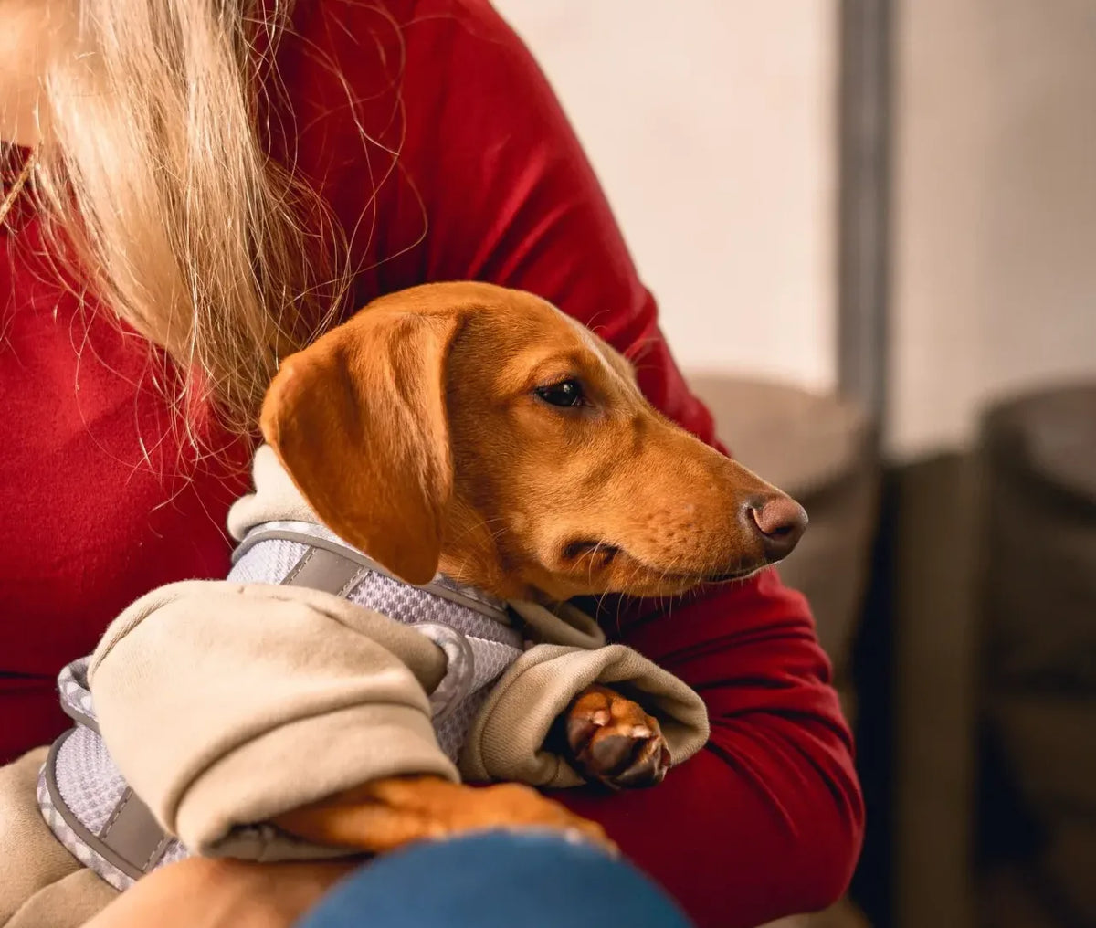 kleine schattige teckel met pododermatitis op schoot