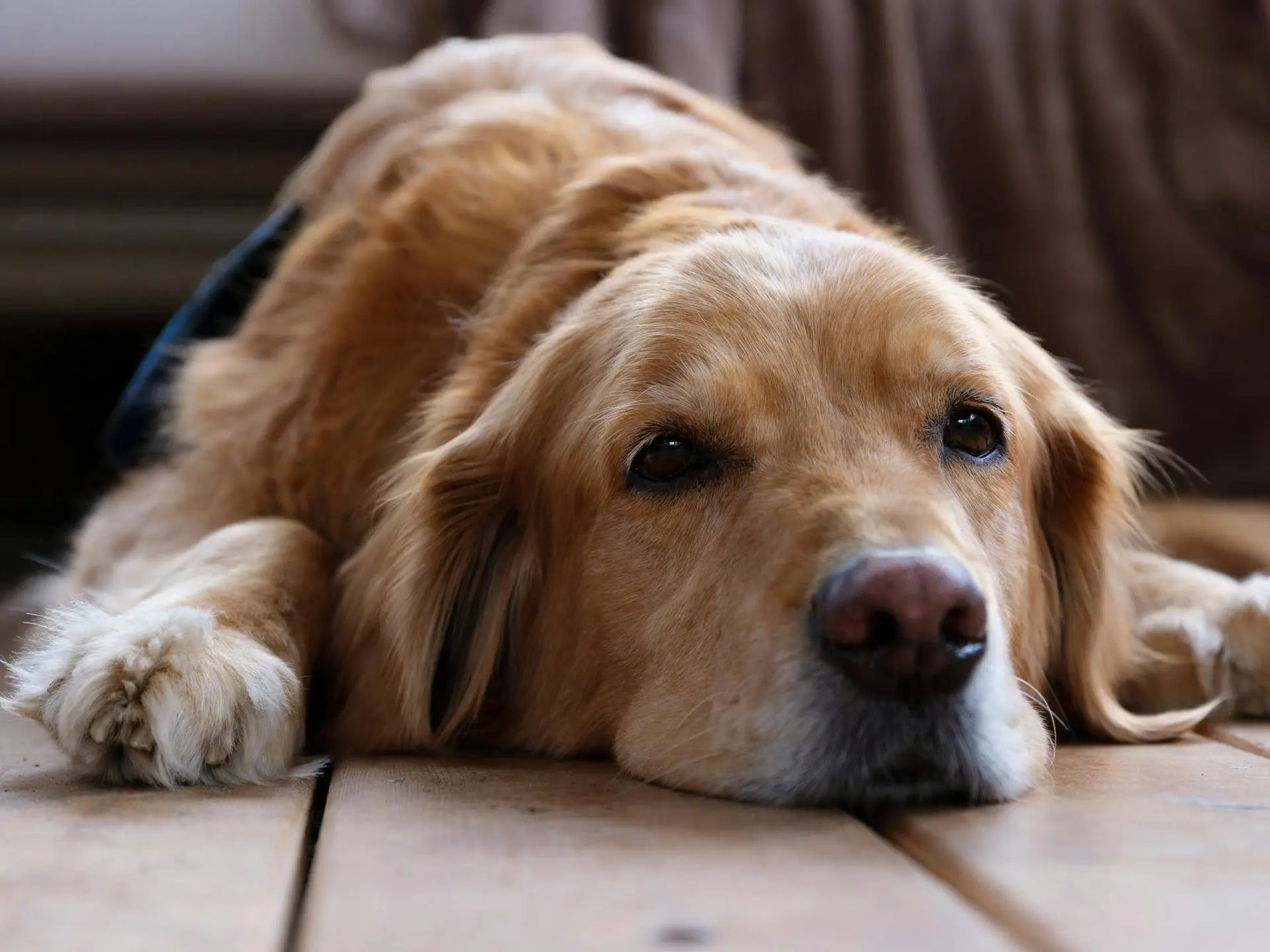 artrose bij honden en rood licht therapie