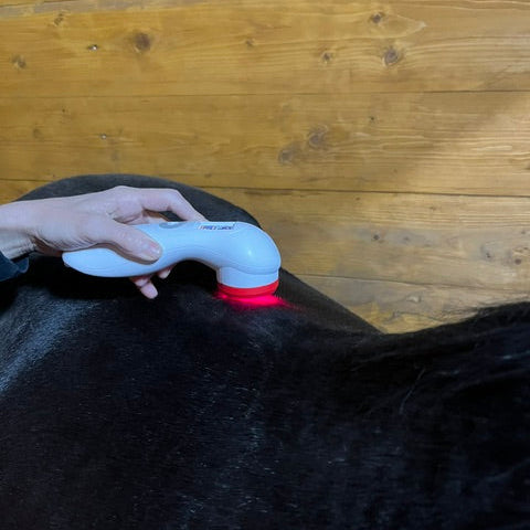 rood licht therapie kissing spines paard